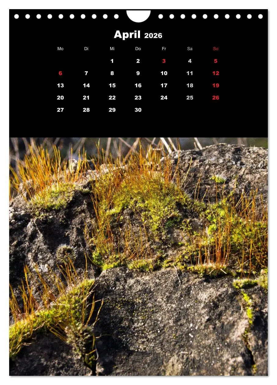 Bild: 9783516424973 | Die Welt der Moose. Ein Blick nach unten (Wandkalender 2026 DIN A4...