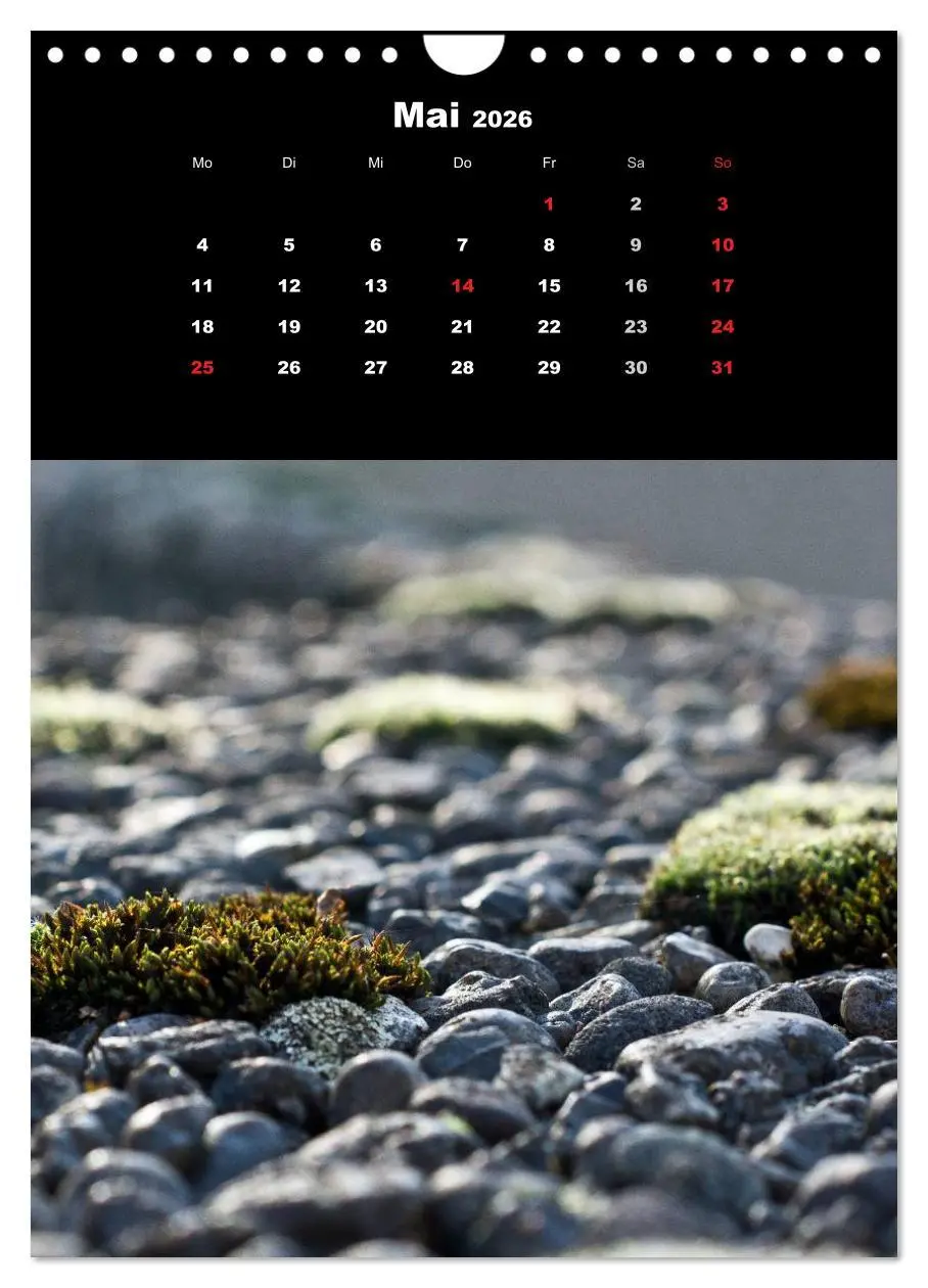 Bild: 9783516424973 | Die Welt der Moose. Ein Blick nach unten (Wandkalender 2026 DIN A4...