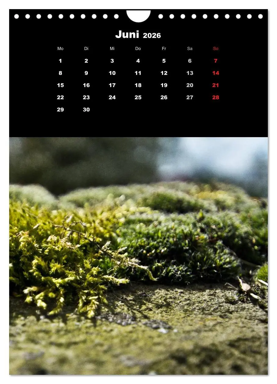 Bild: 9783516424973 | Die Welt der Moose. Ein Blick nach unten (Wandkalender 2026 DIN A4...