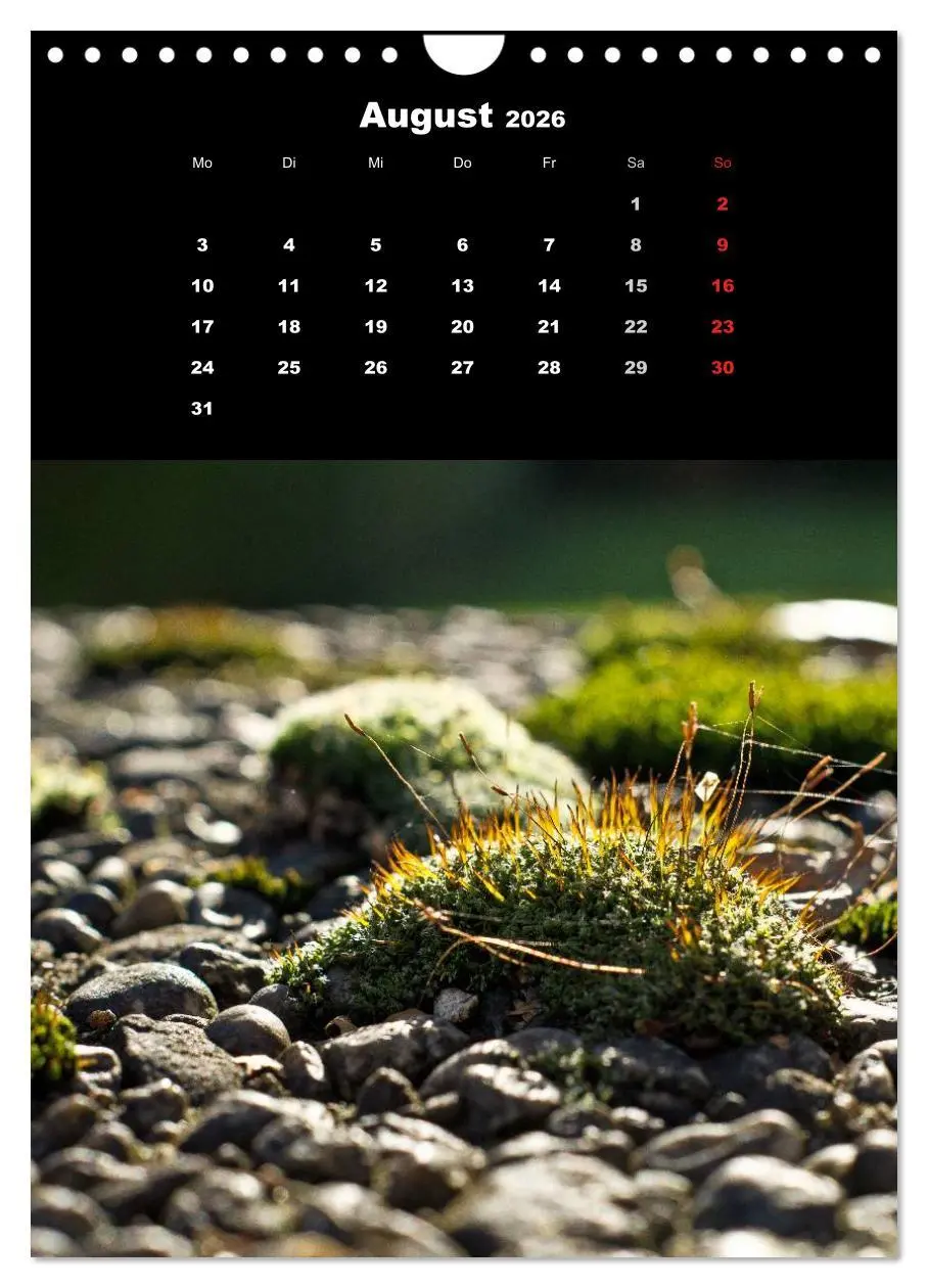 Bild: 9783516424973 | Die Welt der Moose. Ein Blick nach unten (Wandkalender 2026 DIN A4...
