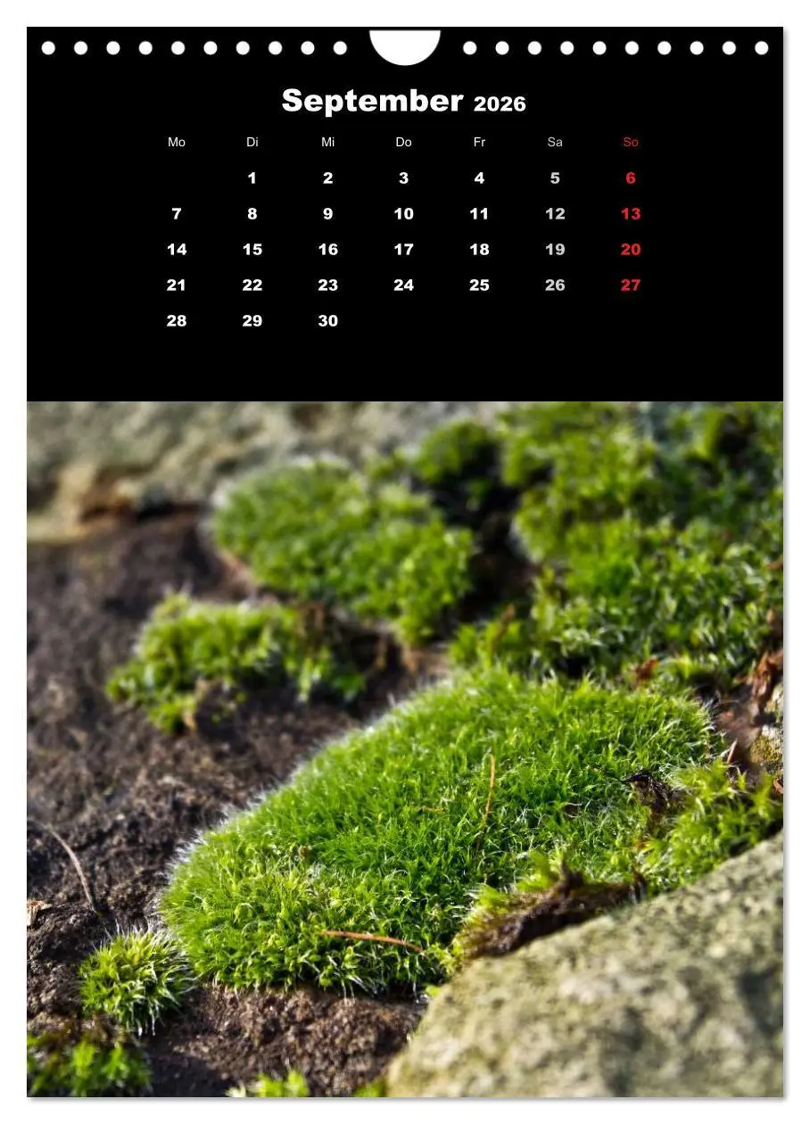 Bild: 9783516424973 | Die Welt der Moose. Ein Blick nach unten (Wandkalender 2026 DIN A4...