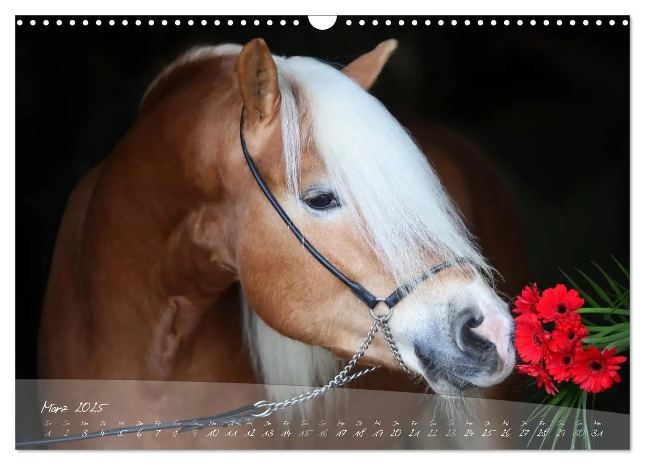 Bild: 9783435505173 | Haflinger-Pferde in Reinzucht (Wandkalender 2025 DIN A3 quer),...