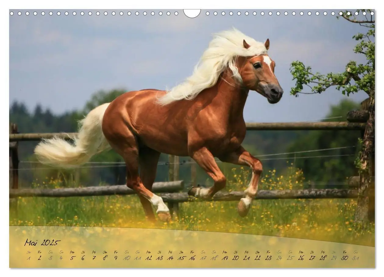 Bild: 9783435505173 | Haflinger-Pferde in Reinzucht (Wandkalender 2025 DIN A3 quer),...