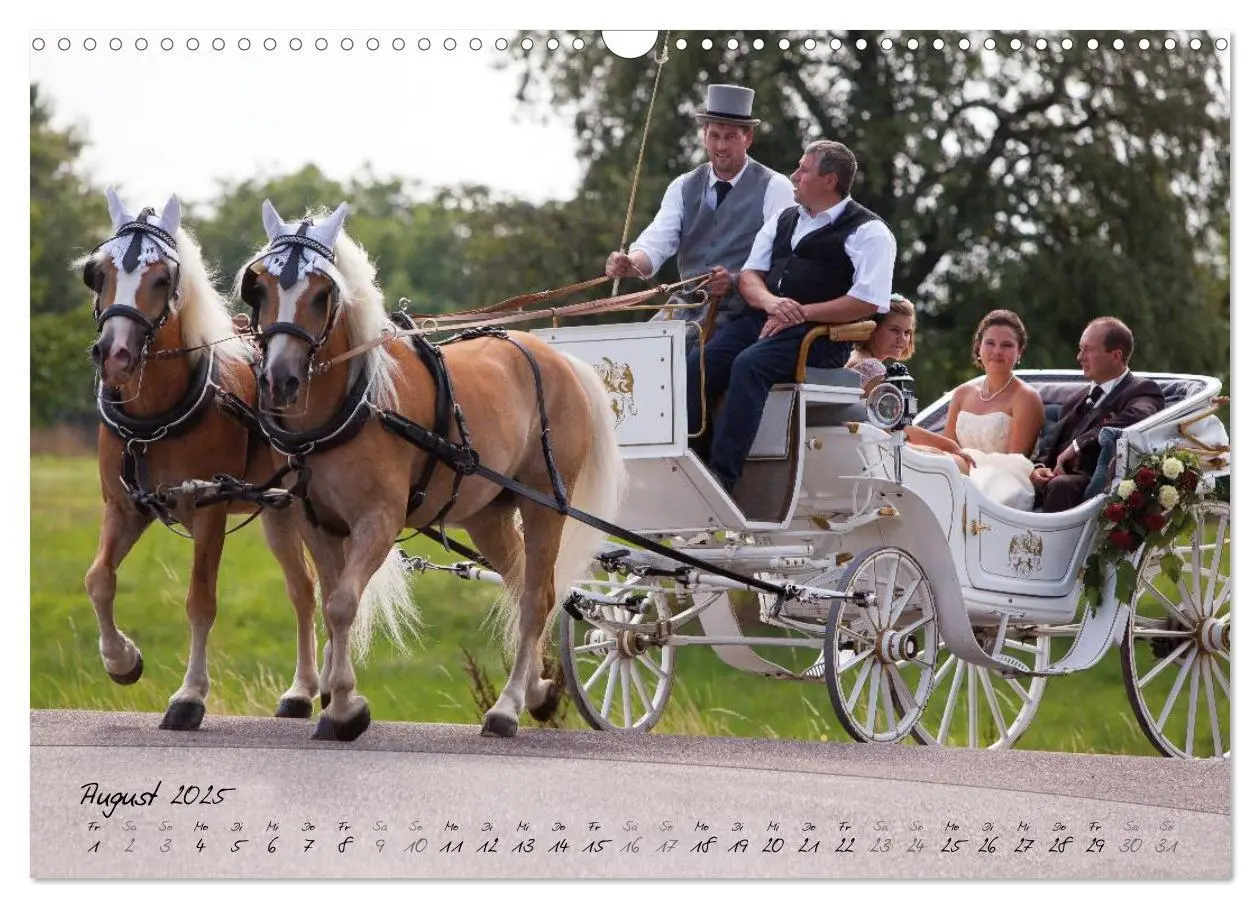 Bild: 9783435505173 | Haflinger-Pferde in Reinzucht (Wandkalender 2025 DIN A3 quer),...
