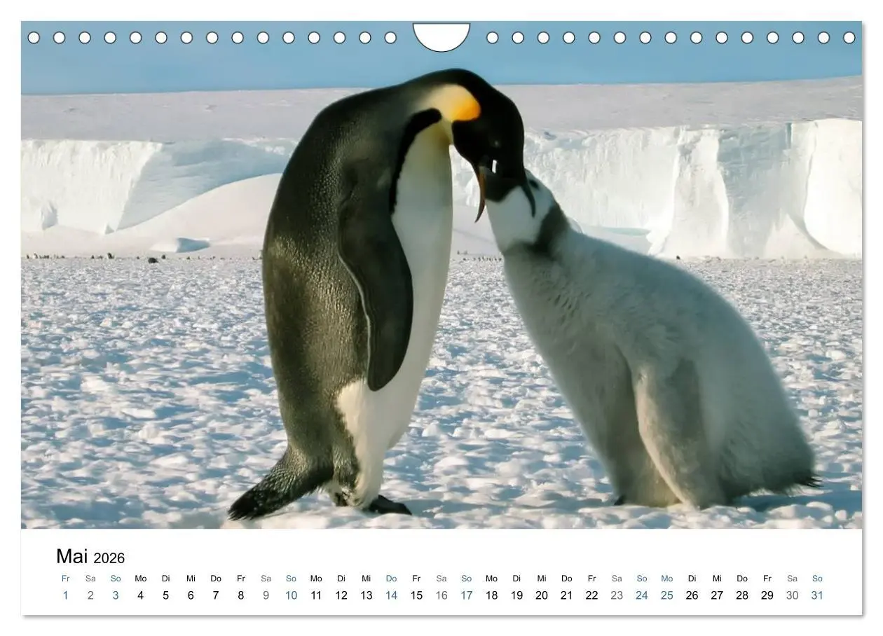Bild: 9783516235173 | Antarktis (Wandkalender 2026 DIN A4 quer), CALVENDO Monatskalender