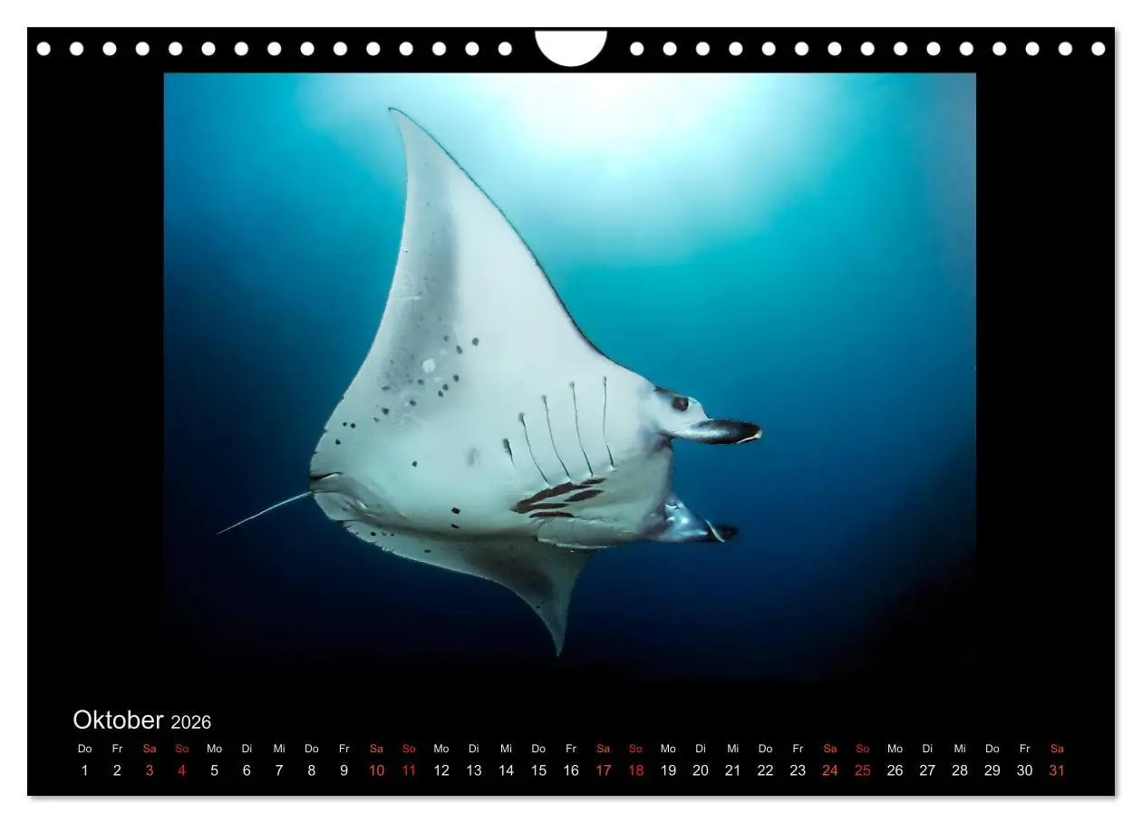 Bild: 9783516155273 | Ocean-Art / CH-Version (Wandkalender 2026 DIN A4 quer), CALVENDO...