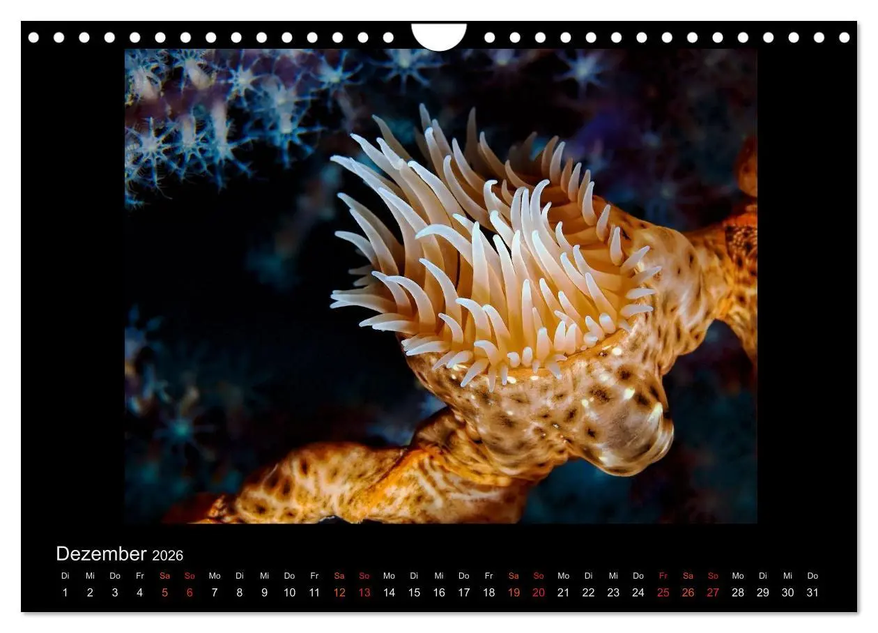 Bild: 9783516155273 | Ocean-Art / CH-Version (Wandkalender 2026 DIN A4 quer), CALVENDO...