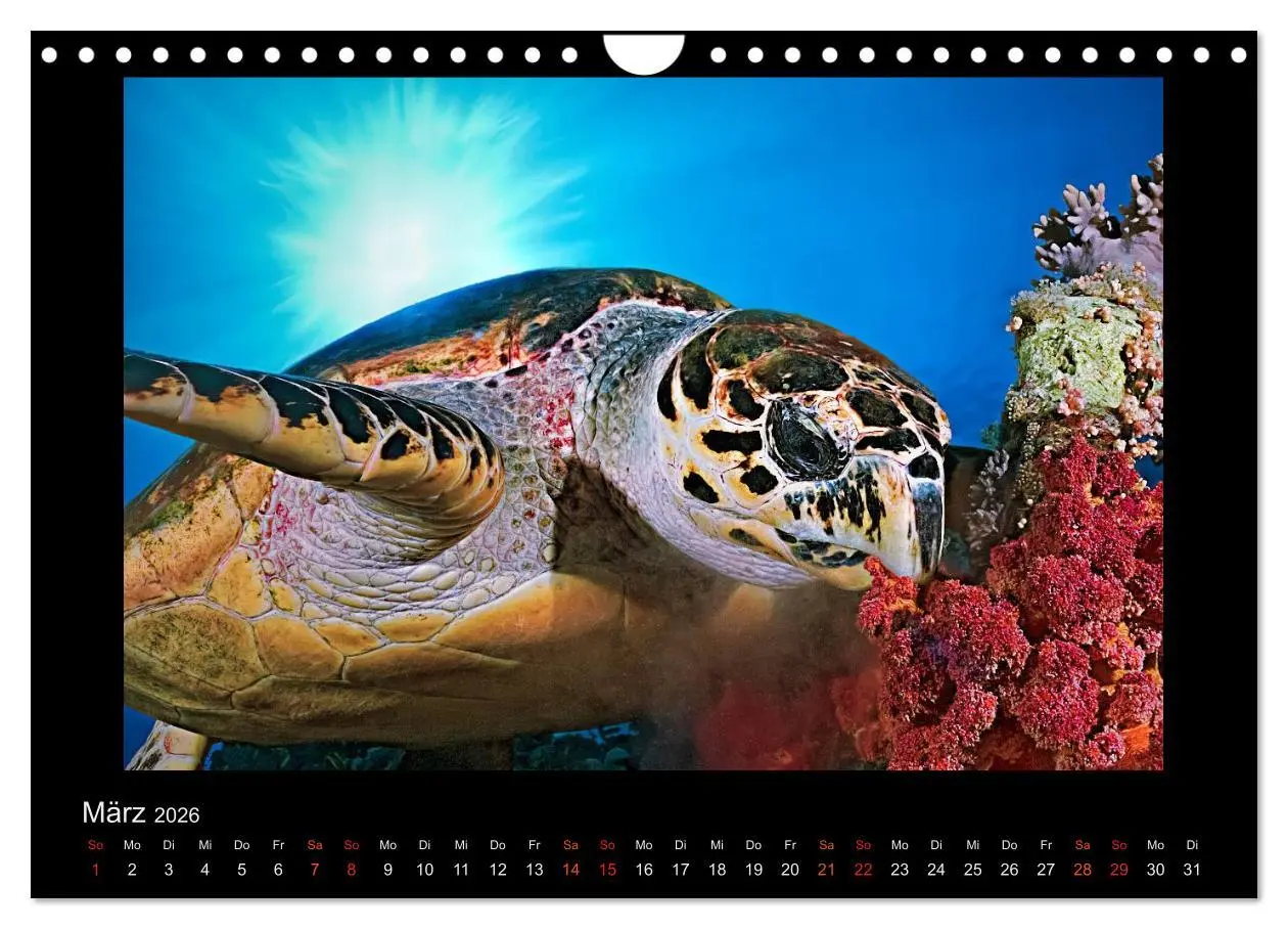 Bild: 9783516155273 | Ocean-Art / CH-Version (Wandkalender 2026 DIN A4 quer), CALVENDO...