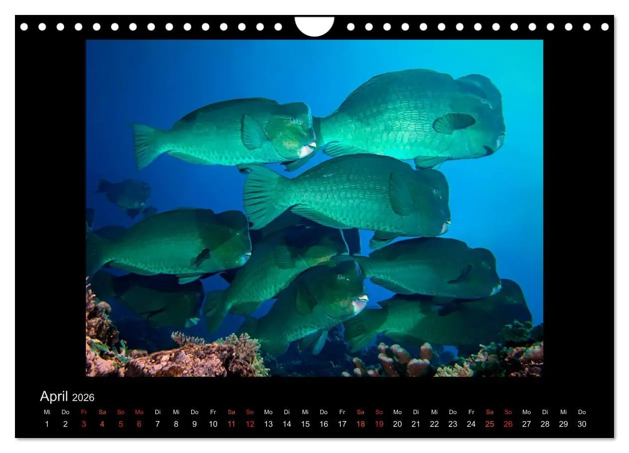 Bild: 9783516155273 | Ocean-Art / CH-Version (Wandkalender 2026 DIN A4 quer), CALVENDO...
