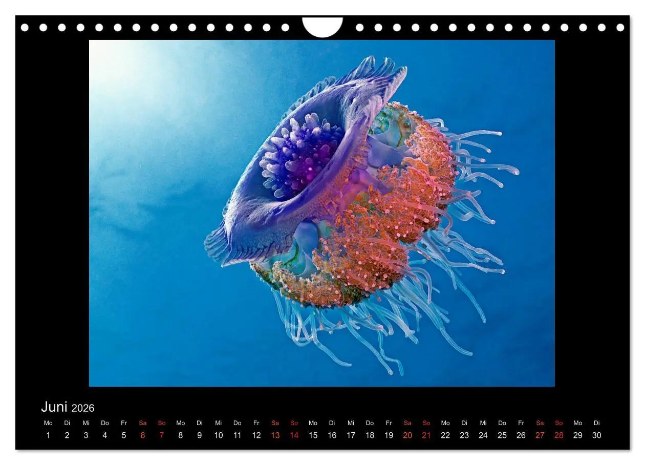 Bild: 9783516155273 | Ocean-Art / CH-Version (Wandkalender 2026 DIN A4 quer), CALVENDO...