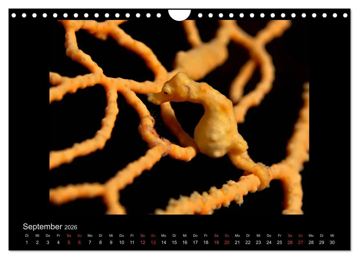 Bild: 9783516155273 | Ocean-Art / CH-Version (Wandkalender 2026 DIN A4 quer), CALVENDO...