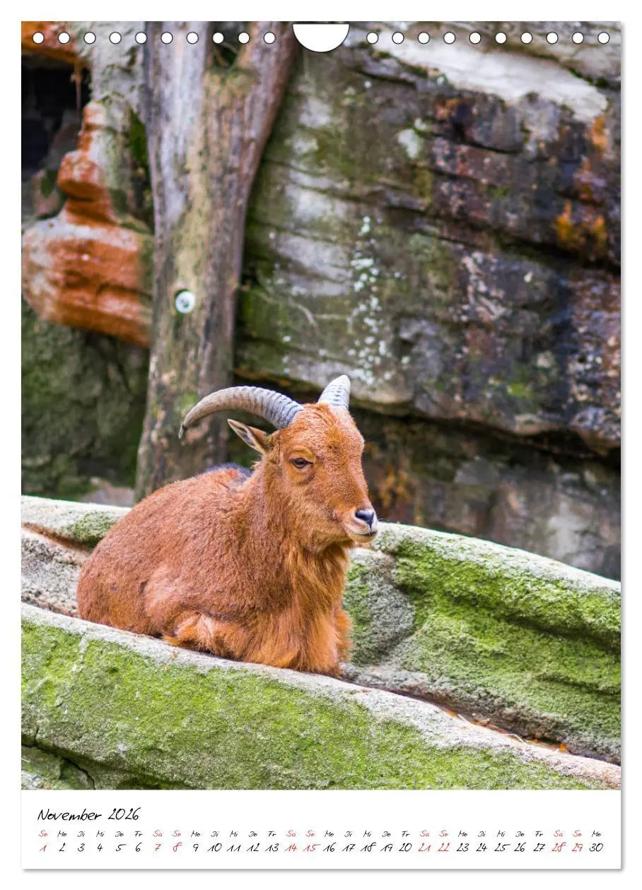 Bild: 9783516395273 | Tierwelten - aus dem ältesten Tiergarten der Welt (Wandkalender...
