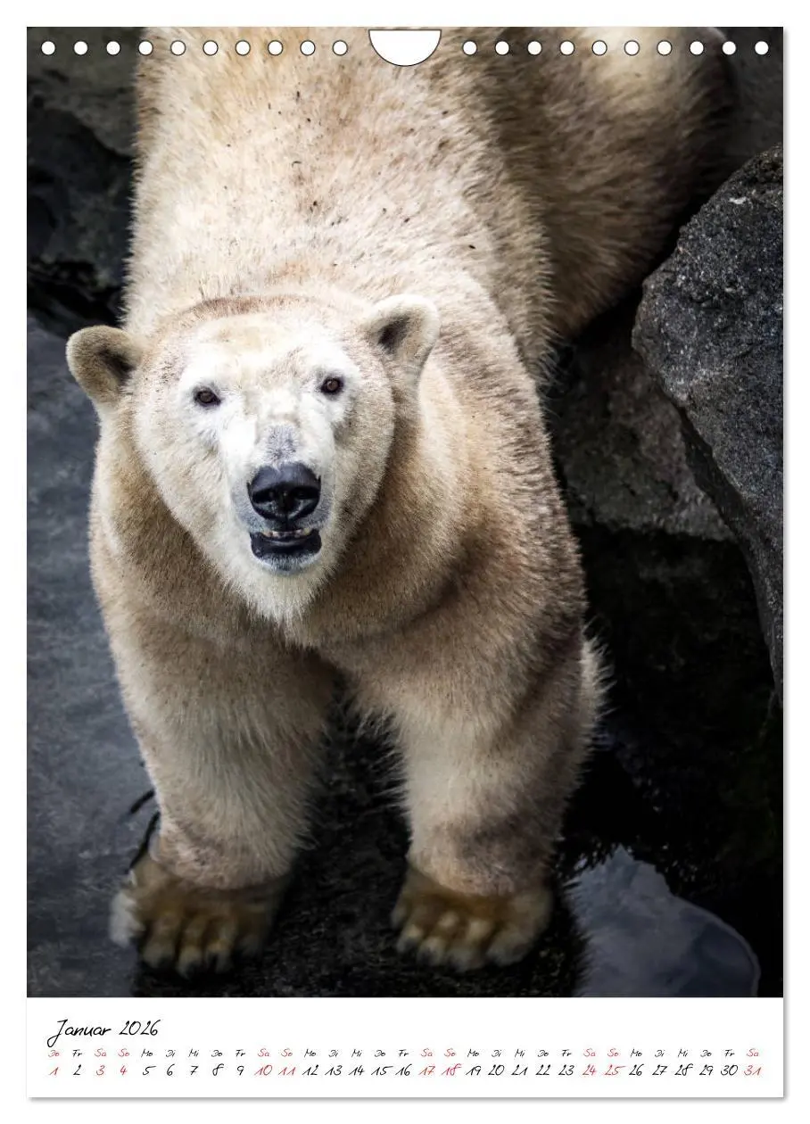 Bild: 9783516395273 | Tierwelten - aus dem ältesten Tiergarten der Welt (Wandkalender...