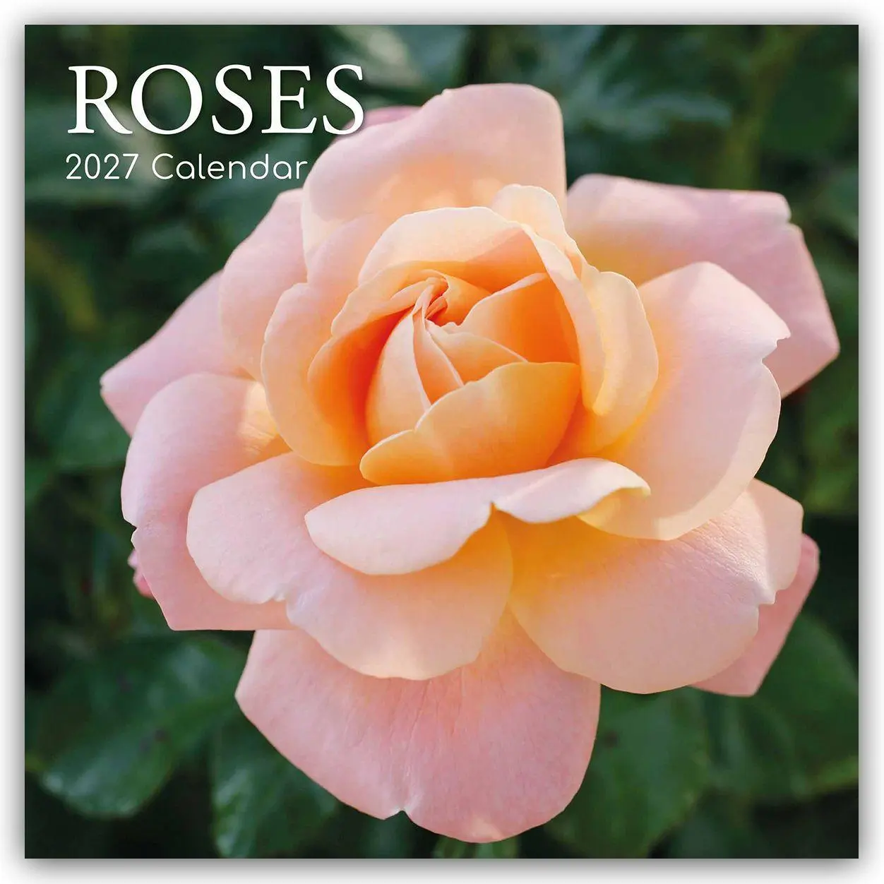 Cover: 9781805975373 | Roses - Rosen 2027 - 16-Monatskalender | Gifted Stationery Co. Ltd