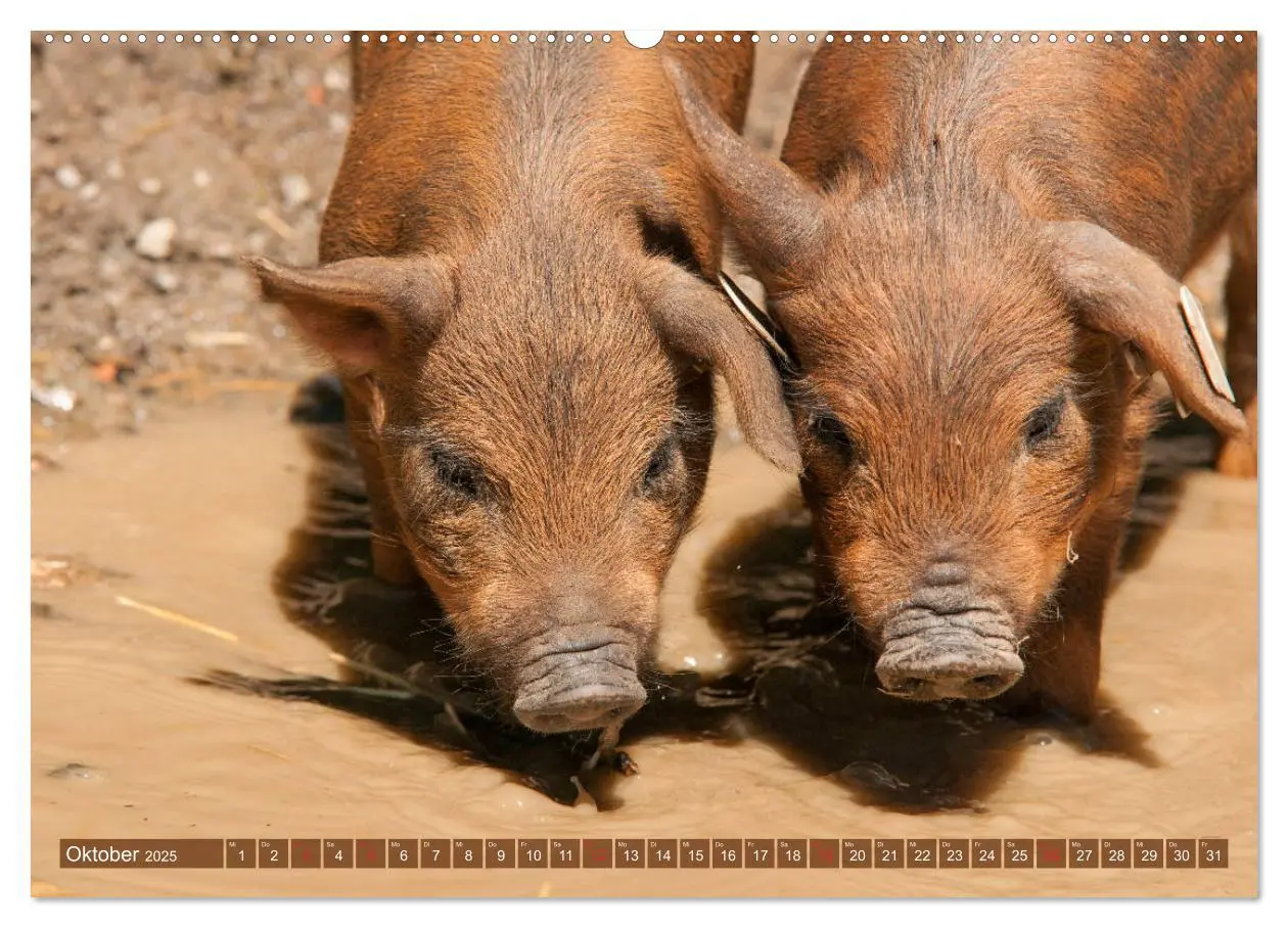 Bild: 9783435195473 | Glückliche Schweine Berkshire-Iberico Ferkel (Wandkalender 2025 DIN...