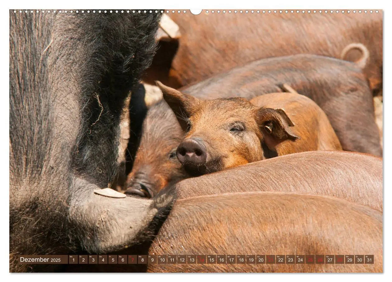 Bild: 9783435195473 | Glückliche Schweine Berkshire-Iberico Ferkel (Wandkalender 2025 DIN...