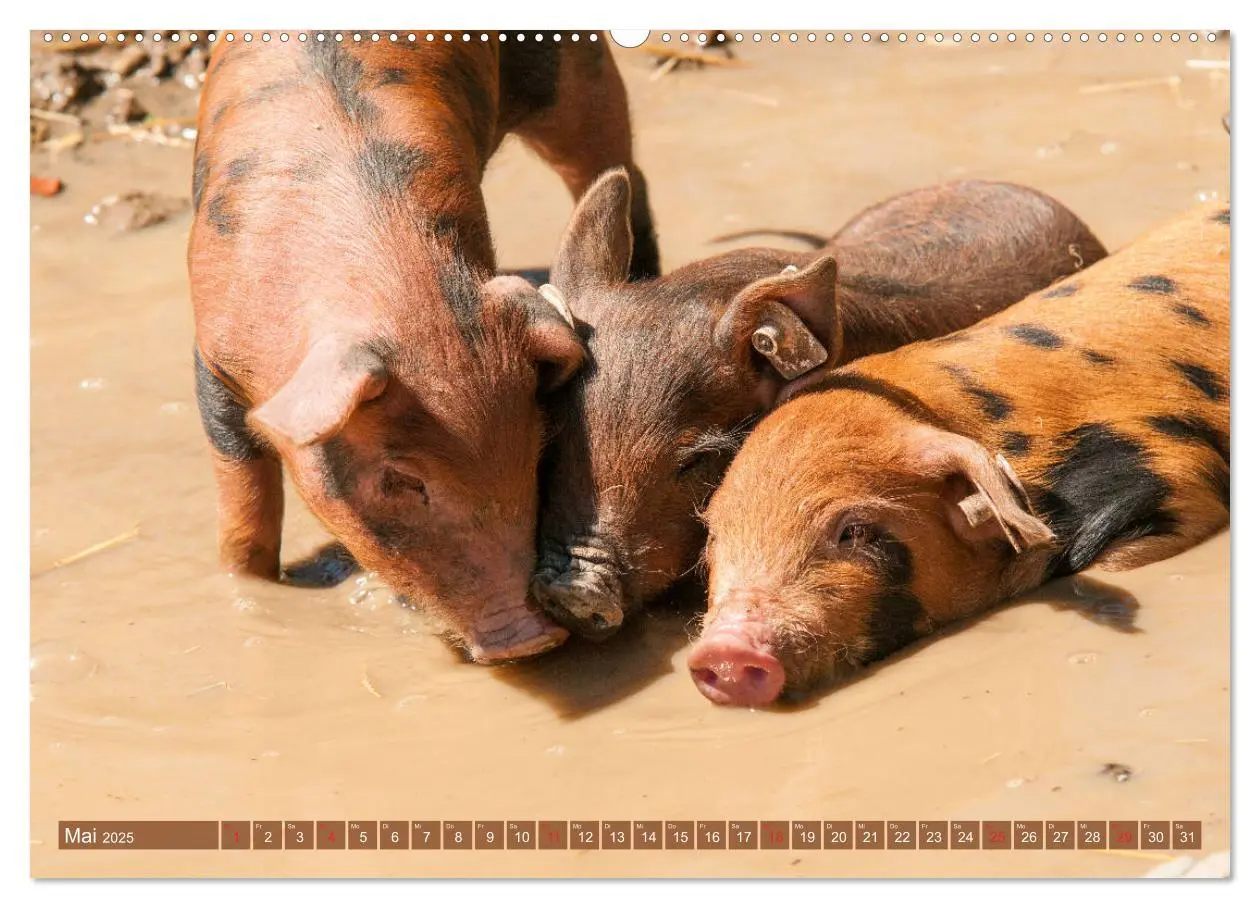 Bild: 9783435195473 | Glückliche Schweine Berkshire-Iberico Ferkel (Wandkalender 2025 DIN...