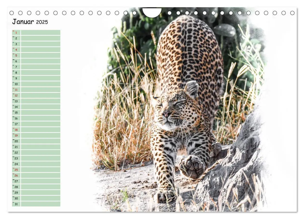 Bild: 9783435265473 | Tierisches Yoga (Wandkalender 2025 DIN A4 quer), CALVENDO...