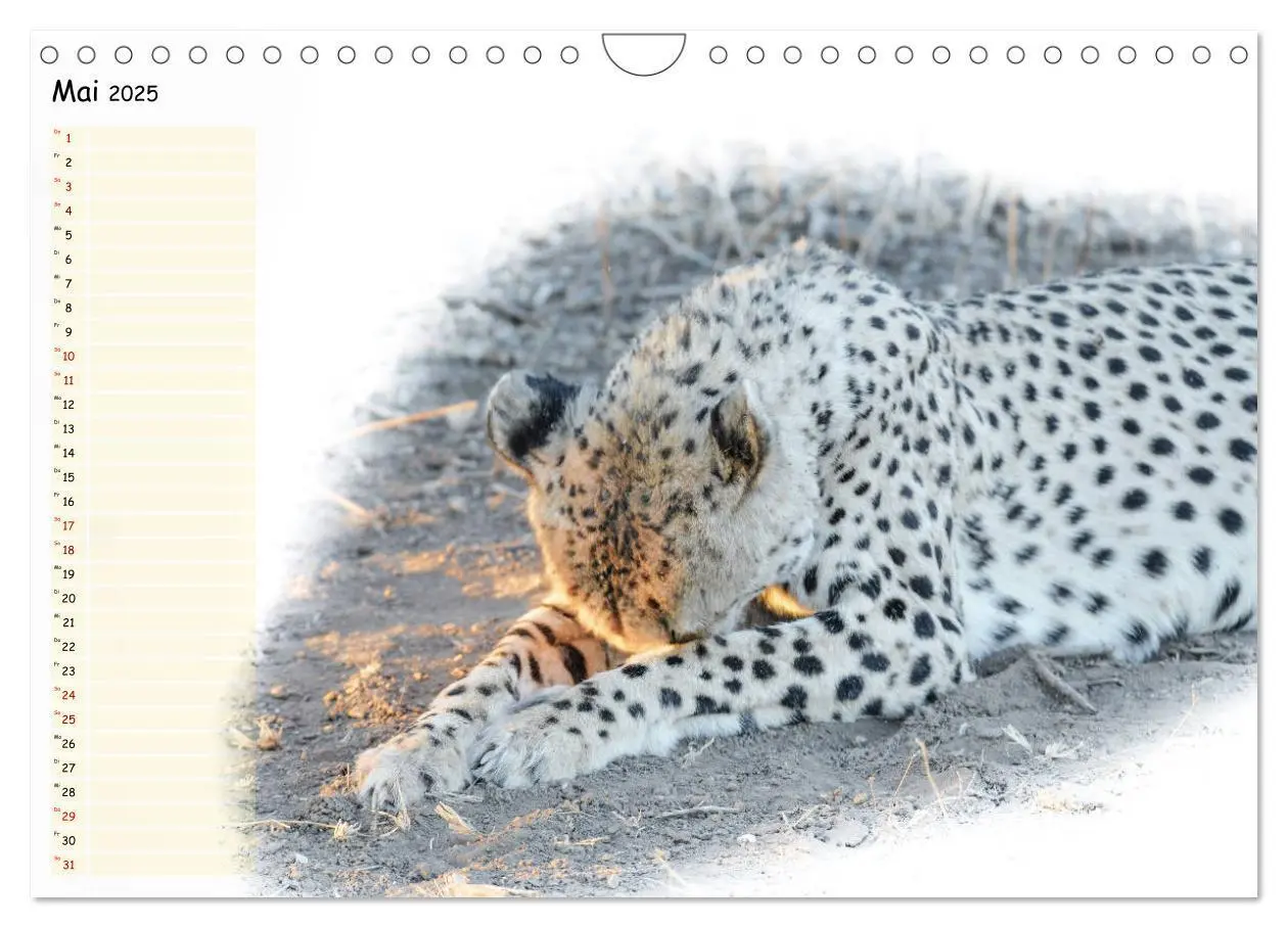 Bild: 9783435265473 | Tierisches Yoga (Wandkalender 2025 DIN A4 quer), CALVENDO...