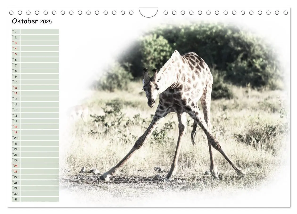Bild: 9783435265473 | Tierisches Yoga (Wandkalender 2025 DIN A4 quer), CALVENDO...