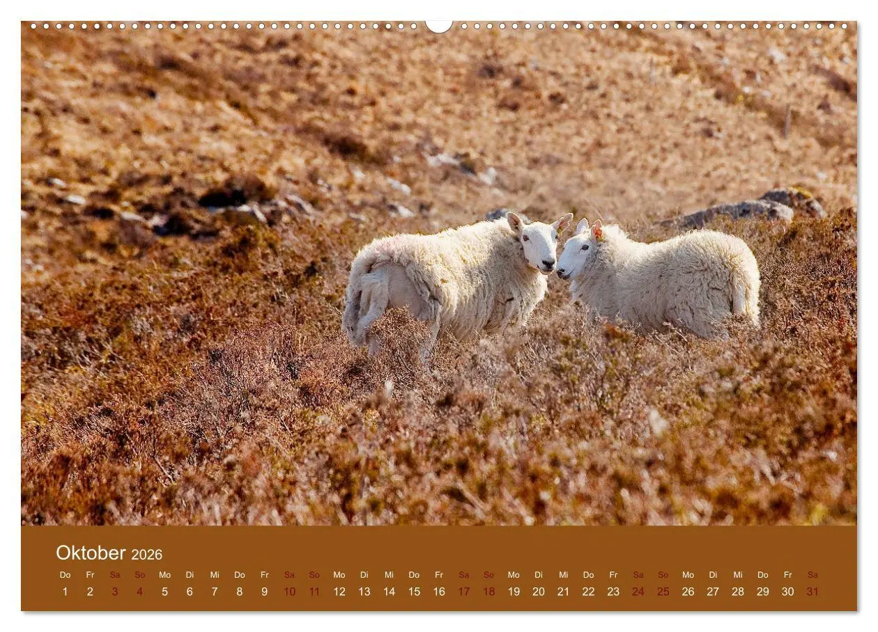 Bild: 9783457895573 | Unter Schafen - Wegbegleiter auf Reisen (Wandkalender 2026 DIN A2...