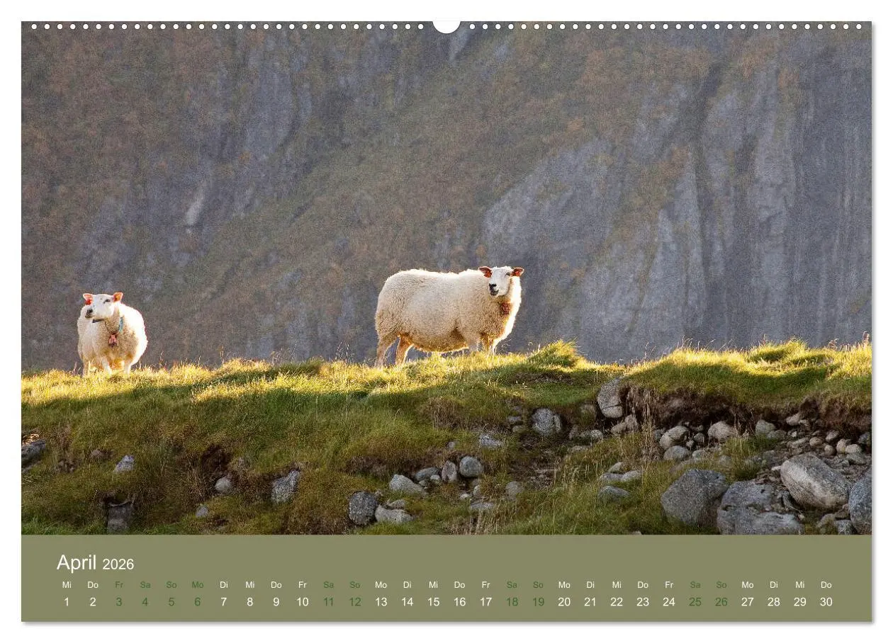 Bild: 9783457895573 | Unter Schafen - Wegbegleiter auf Reisen (Wandkalender 2026 DIN A2...