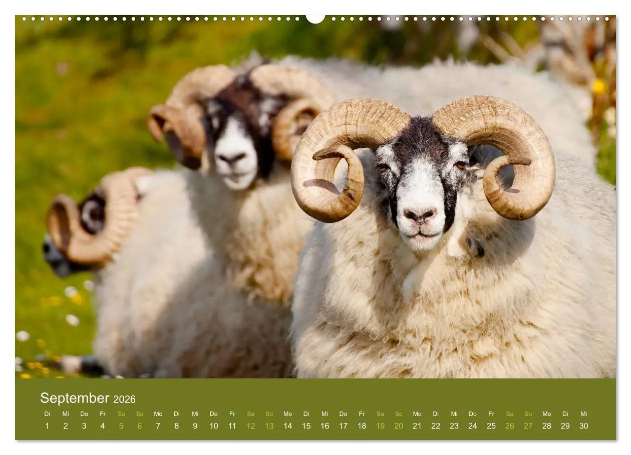 Bild: 9783457895573 | Unter Schafen - Wegbegleiter auf Reisen (Wandkalender 2026 DIN A2...
