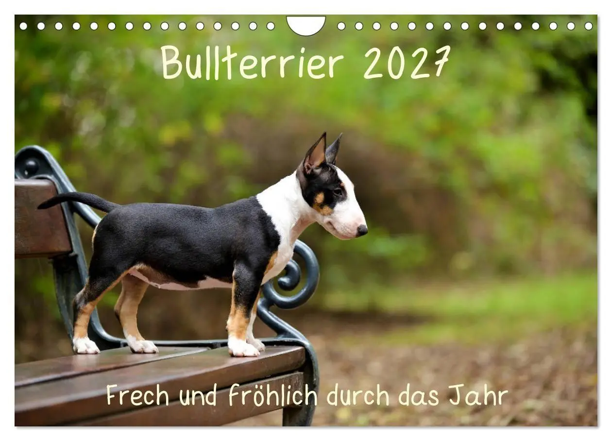 Cover: 9783569765573 | Bullterrier 2027 Frech und fröhlich durch das Jahr (Wandkalender...