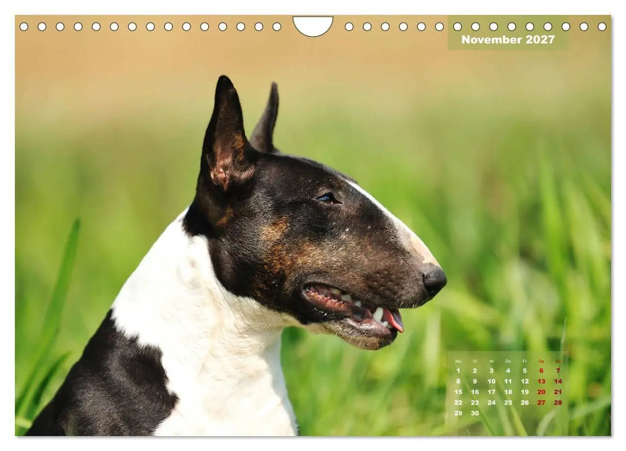 Bild: 9783569765573 | Bullterrier 2027 Frech und fröhlich durch das Jahr (Wandkalender...