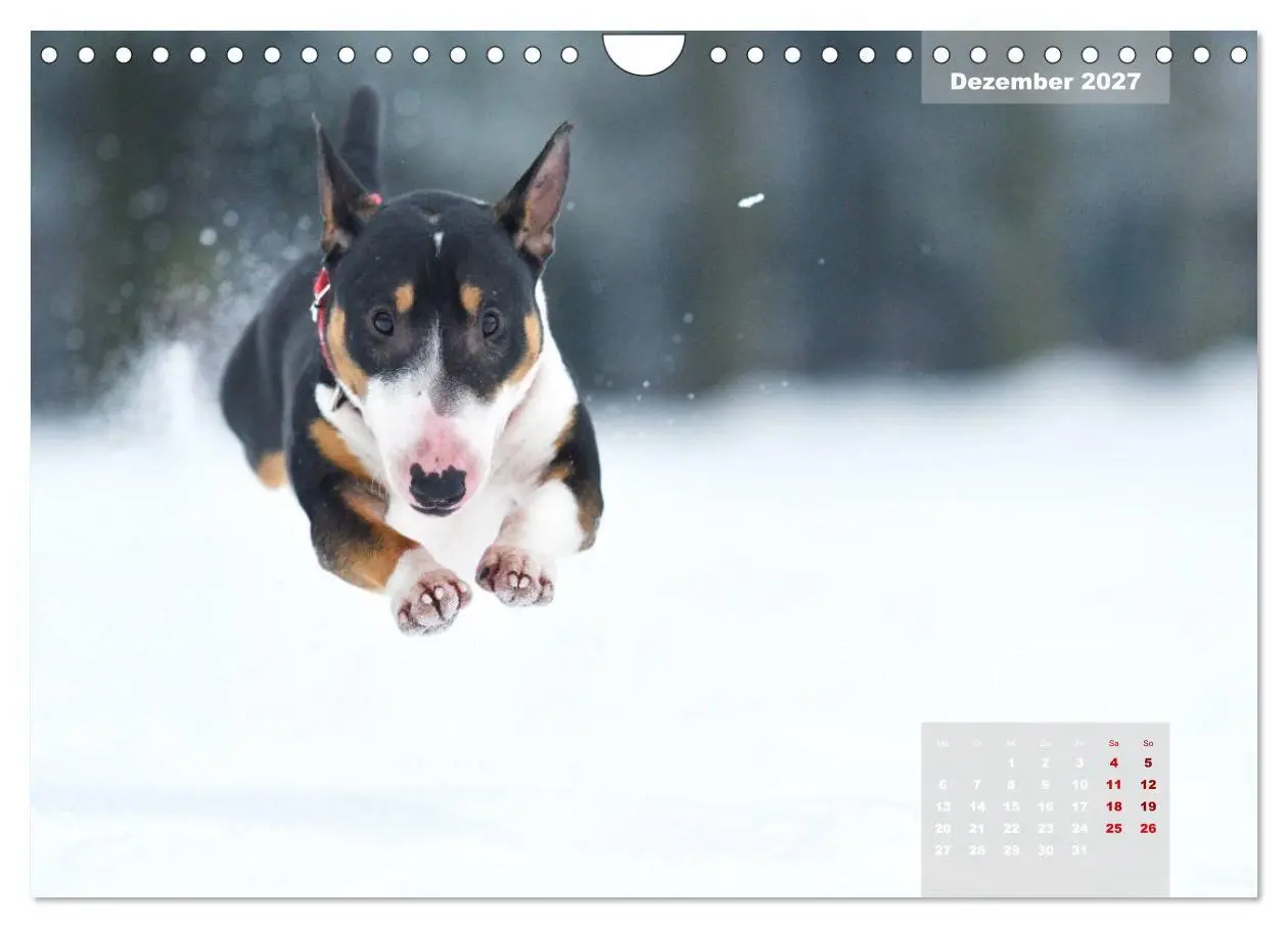 Bild: 9783569765573 | Bullterrier 2027 Frech und fröhlich durch das Jahr (Wandkalender...