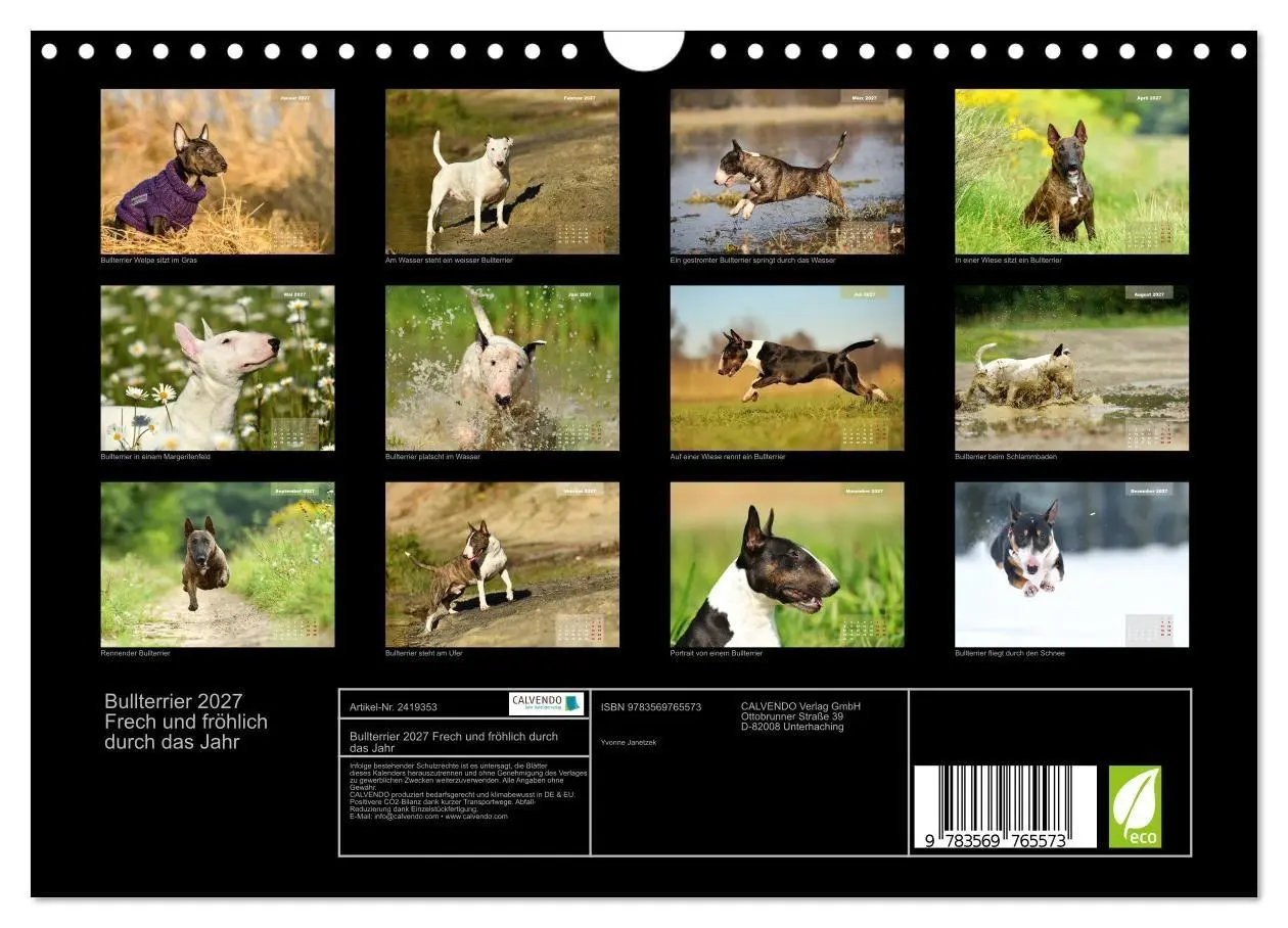 Bild: 9783569765573 | Bullterrier 2027 Frech und fröhlich durch das Jahr (Wandkalender...