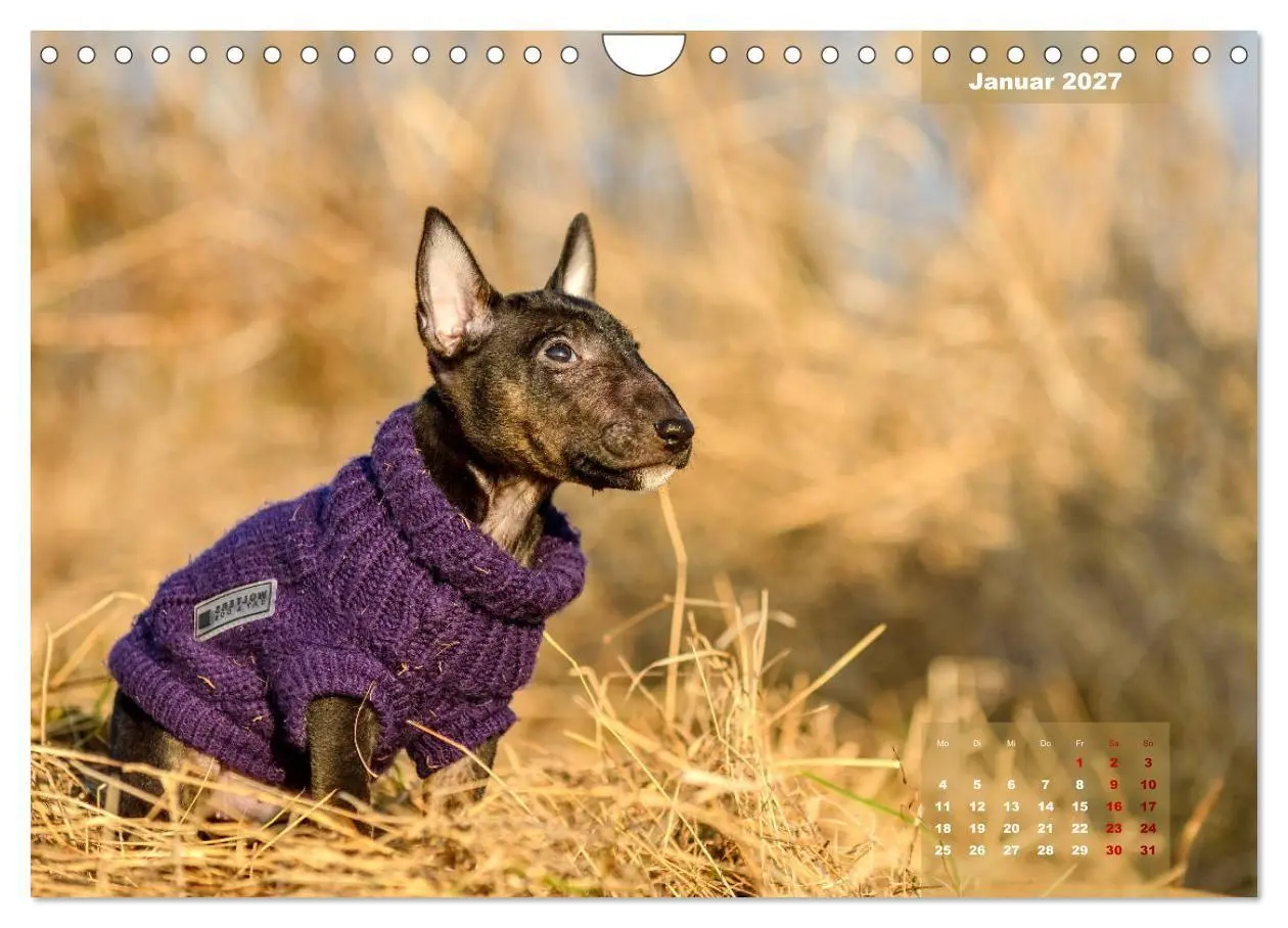 Bild: 9783569765573 | Bullterrier 2027 Frech und fröhlich durch das Jahr (Wandkalender...