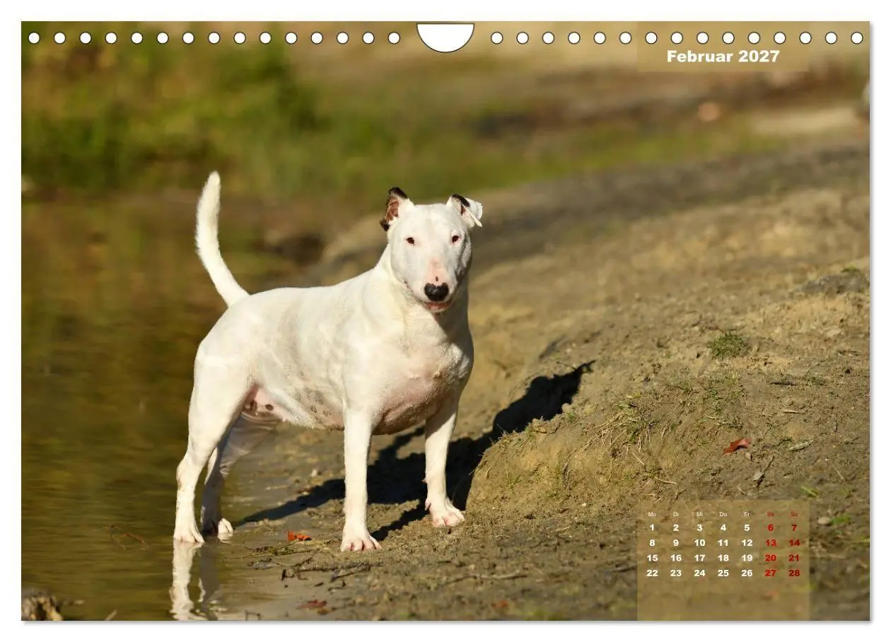 Bild: 9783569765573 | Bullterrier 2027 Frech und fröhlich durch das Jahr (Wandkalender...
