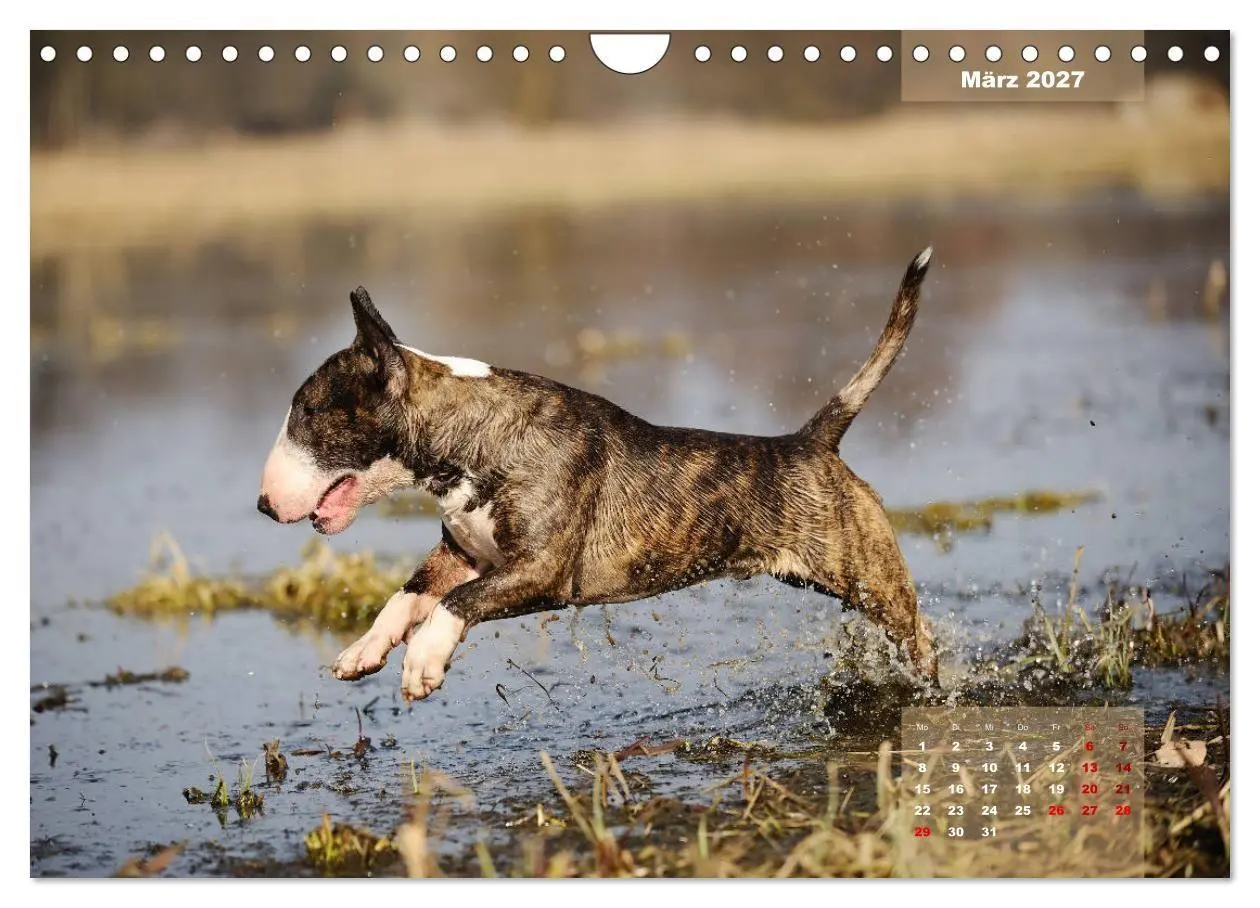 Bild: 9783569765573 | Bullterrier 2027 Frech und fröhlich durch das Jahr (Wandkalender...