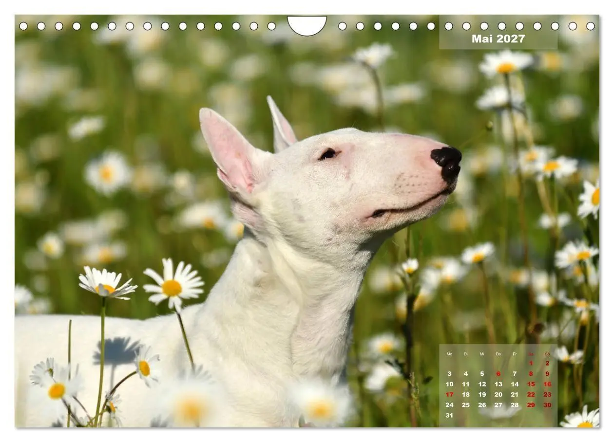 Bild: 9783569765573 | Bullterrier 2027 Frech und fröhlich durch das Jahr (Wandkalender...