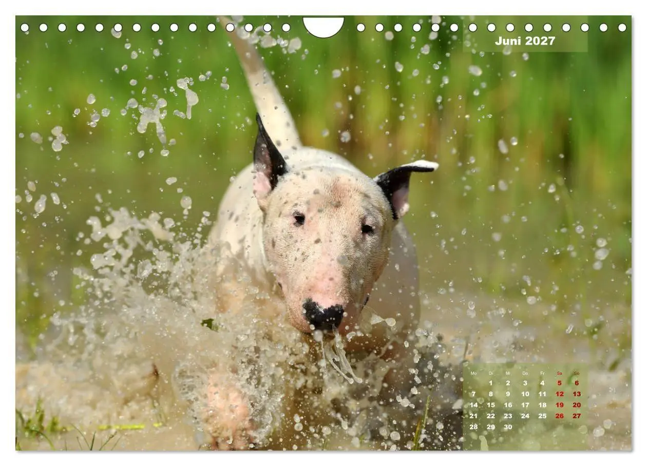 Bild: 9783569765573 | Bullterrier 2027 Frech und fröhlich durch das Jahr (Wandkalender...