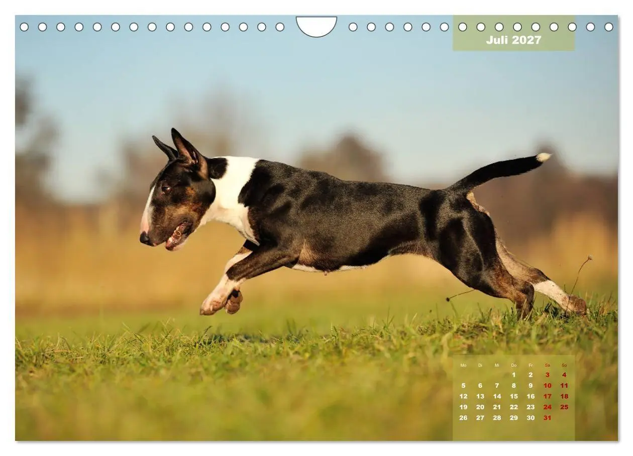 Bild: 9783569765573 | Bullterrier 2027 Frech und fröhlich durch das Jahr (Wandkalender...