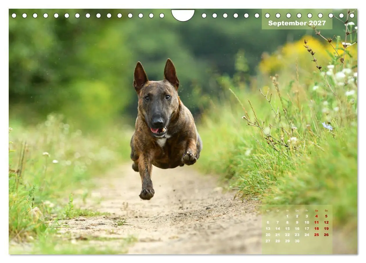 Bild: 9783569765573 | Bullterrier 2027 Frech und fröhlich durch das Jahr (Wandkalender...