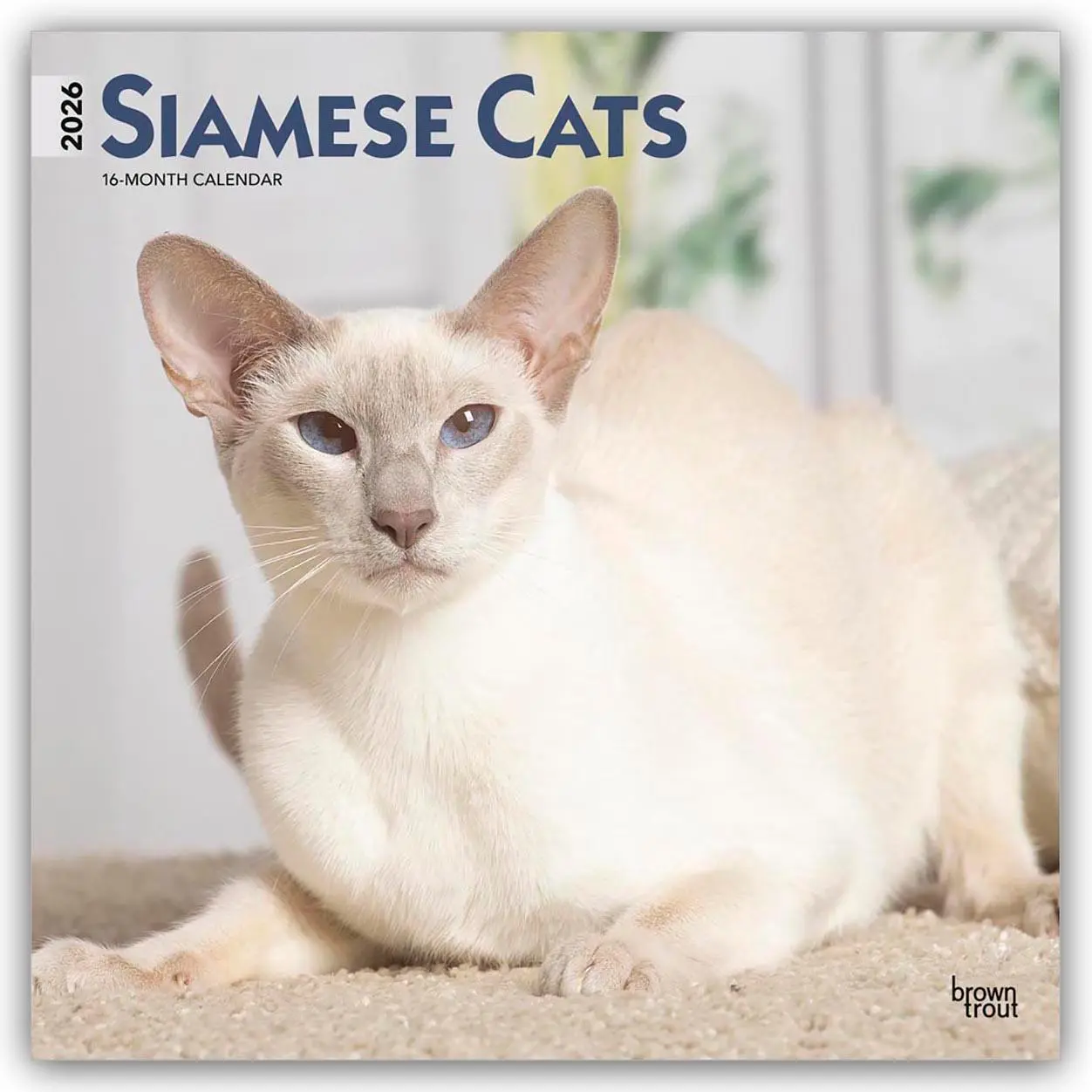 Cover: 9798330705573 | Siamese Cats - Siamesische Katzen - Siamkatzen 2026 -...