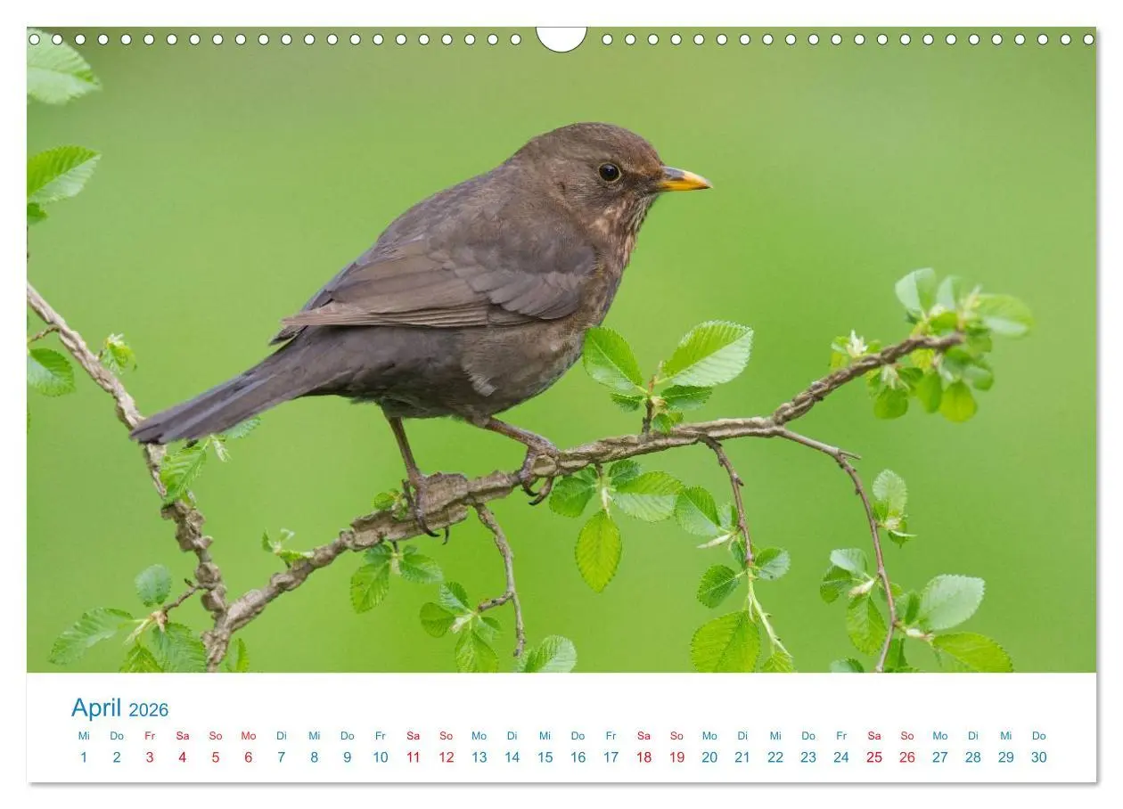 Bild: 9783457945773 | Singvögel - 12 Arten im Garten (Wandkalender 2026 DIN A3 quer),...