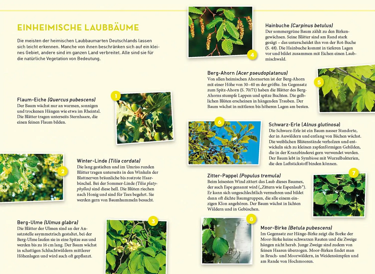 Bild: 9783440175873 | Lieblingsbäume | Ewald Weber | Taschenbuch | 128 S. | Deutsch | 2023