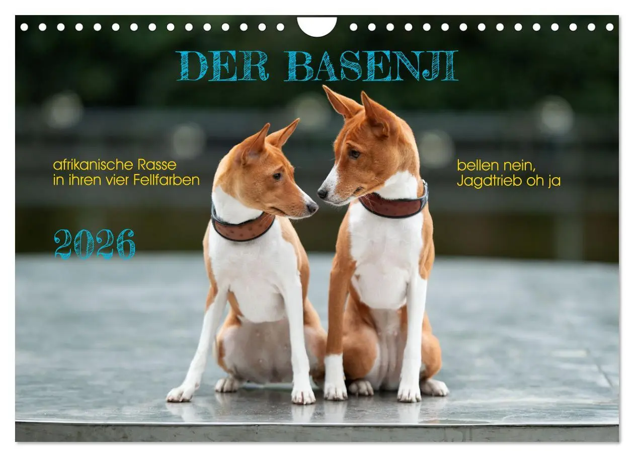 Cover: 9783457315873 | Der Basenji (Wandkalender 2026 DIN A4 quer), CALVENDO Monatskalender