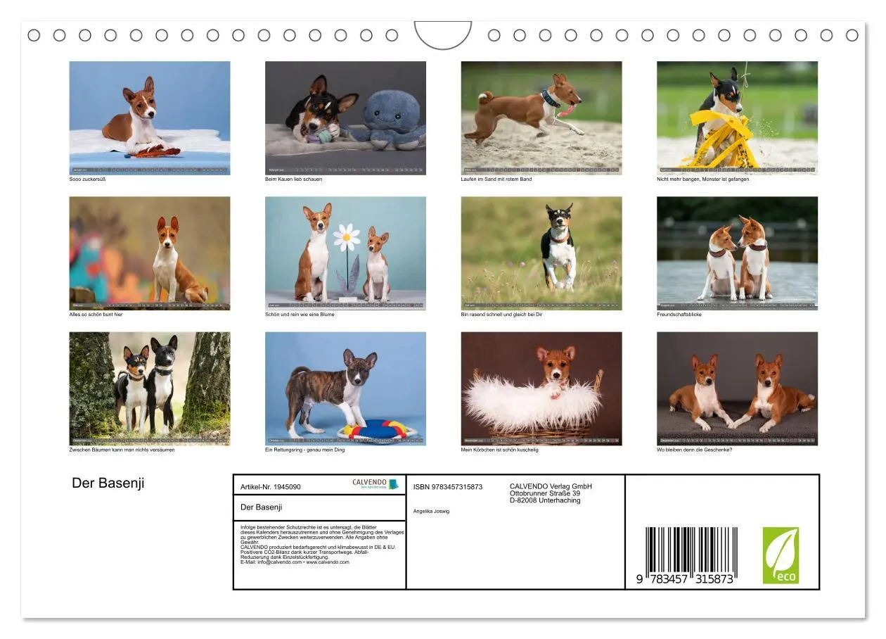 Bild: 9783457315873 | Der Basenji (Wandkalender 2026 DIN A4 quer), CALVENDO Monatskalender