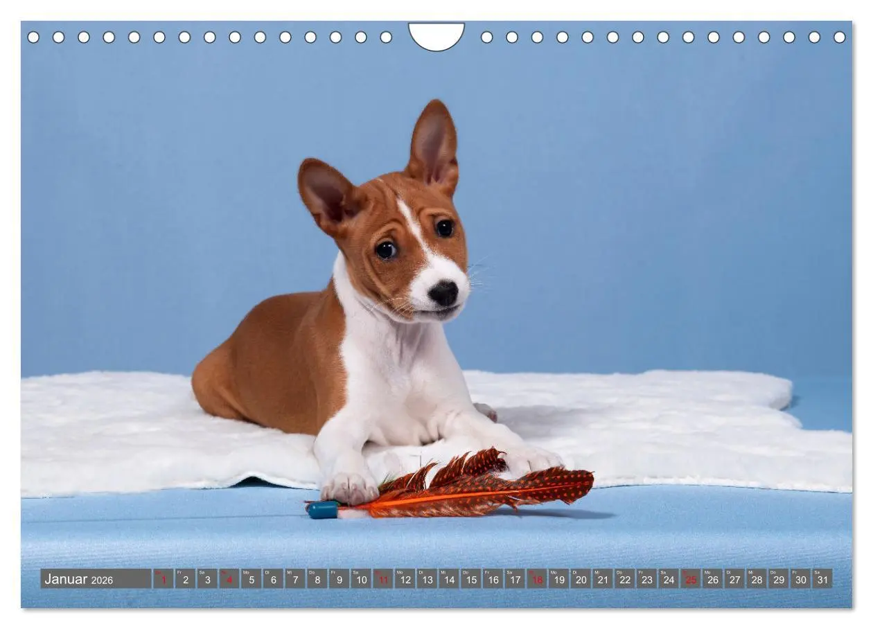 Bild: 9783457315873 | Der Basenji (Wandkalender 2026 DIN A4 quer), CALVENDO Monatskalender