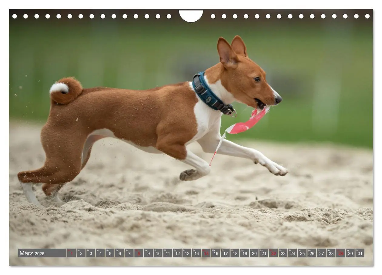 Bild: 9783457315873 | Der Basenji (Wandkalender 2026 DIN A4 quer), CALVENDO Monatskalender
