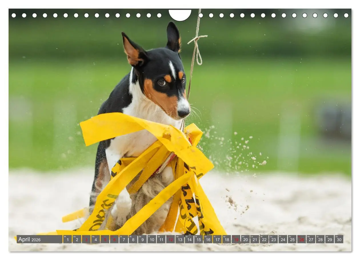 Bild: 9783457315873 | Der Basenji (Wandkalender 2026 DIN A4 quer), CALVENDO Monatskalender