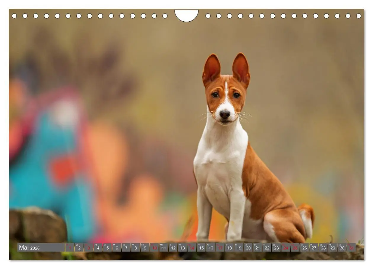 Bild: 9783457315873 | Der Basenji (Wandkalender 2026 DIN A4 quer), CALVENDO Monatskalender