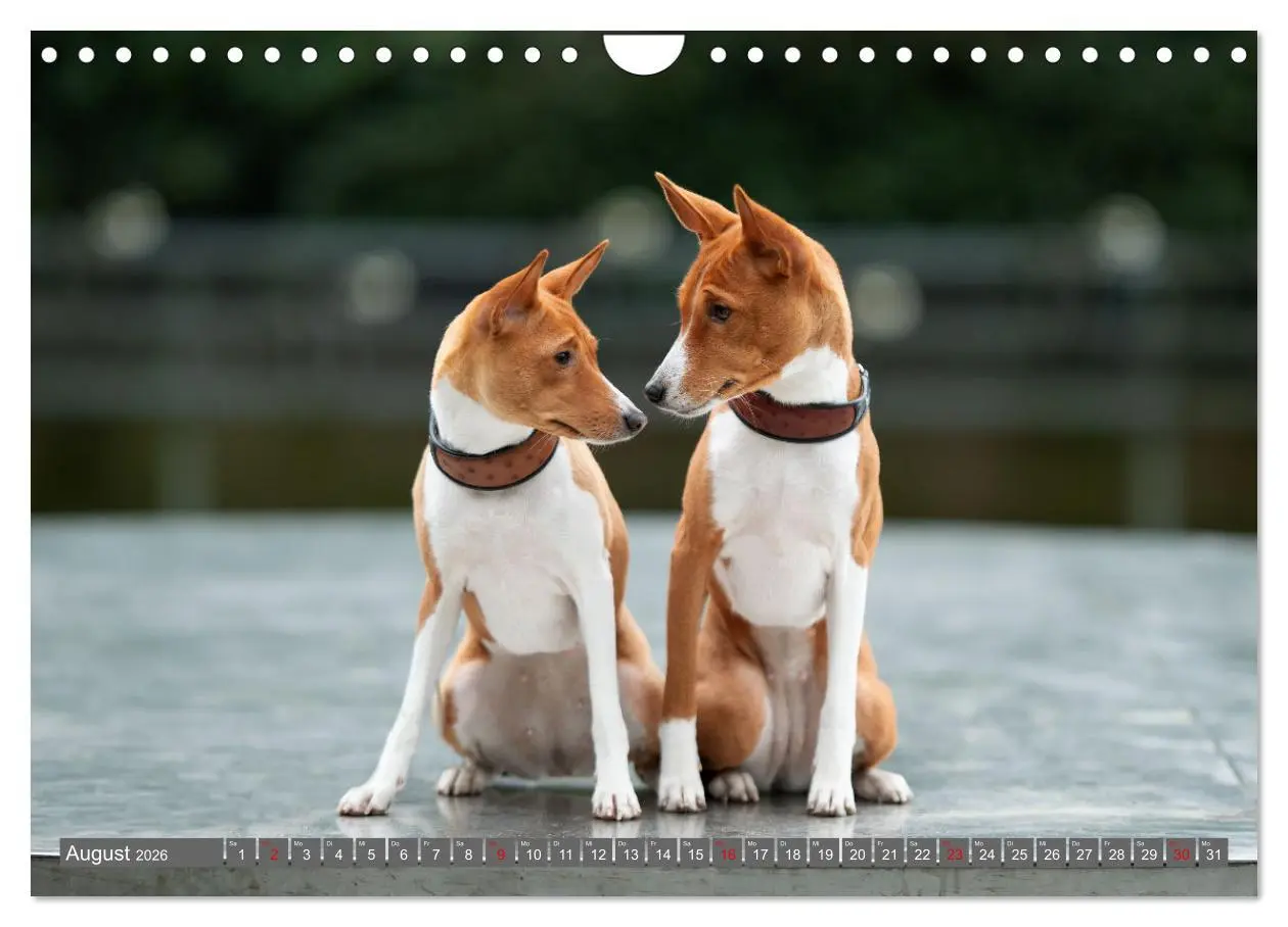 Bild: 9783457315873 | Der Basenji (Wandkalender 2026 DIN A4 quer), CALVENDO Monatskalender