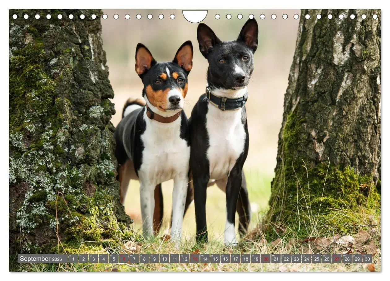 Bild: 9783457315873 | Der Basenji (Wandkalender 2026 DIN A4 quer), CALVENDO Monatskalender