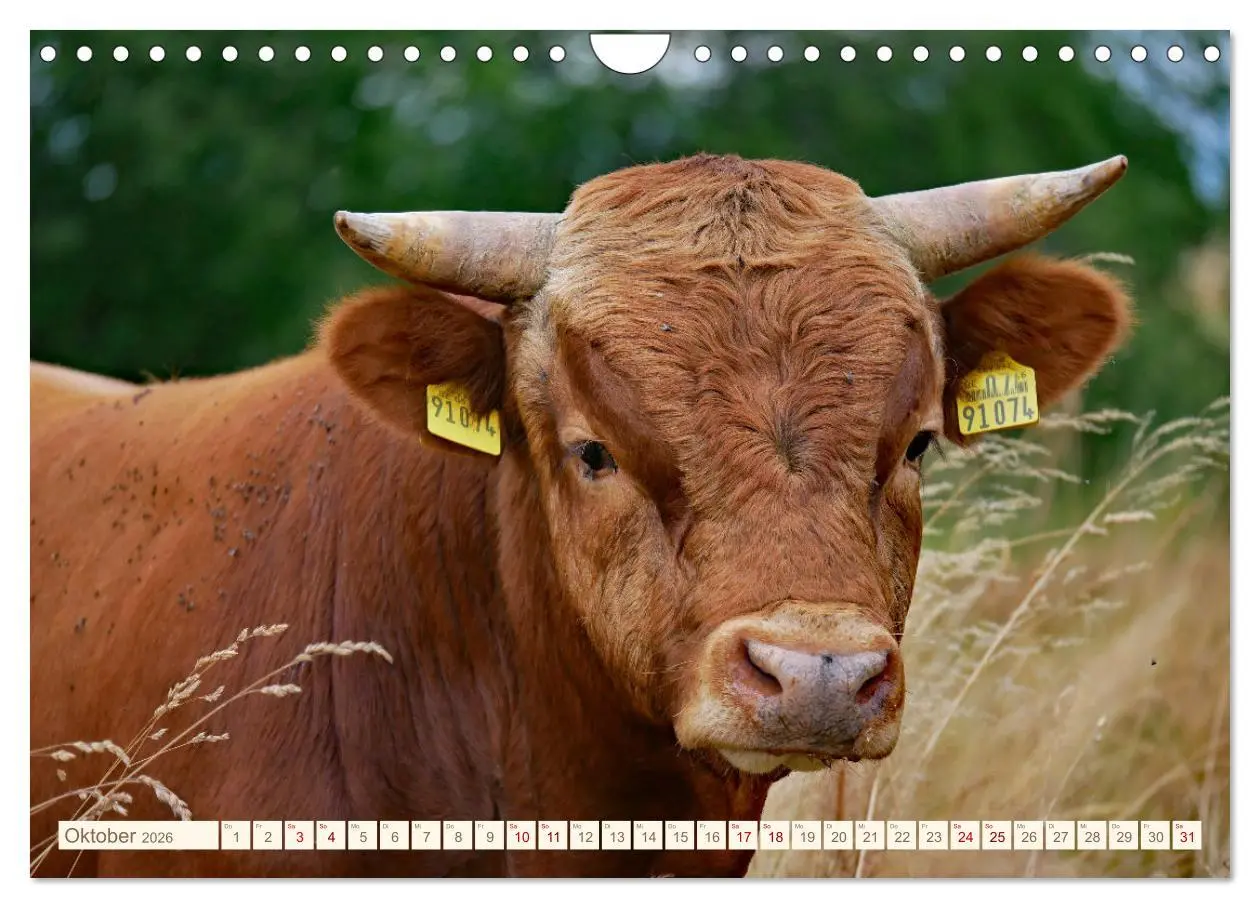 Bild: 9783457555873 | Weiderinder im Frankenwald (Wandkalender 2026 DIN A4 quer),...